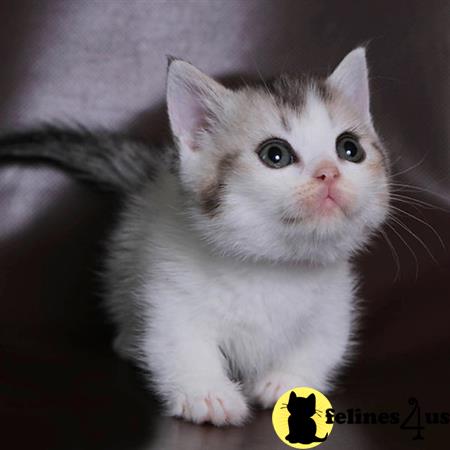 sweet_kitty90 Picture 1